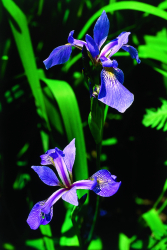 Iris versicolore